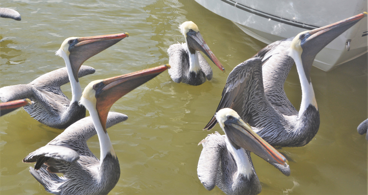 pelicans